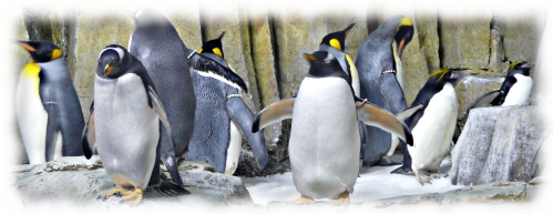 penguins in the Biodome in montreal