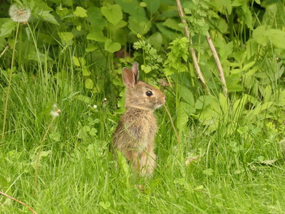 2020-06-10_1235-622-small-rabbit_th.jpg