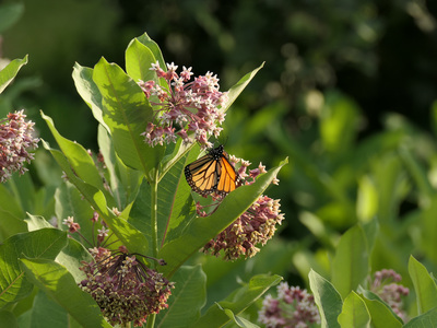 2021-06-21_1837-679-monarch-butterfly_prt.jpg