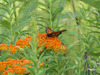 monarch butterfly on Asclepias tuberosa (butterfly weed)